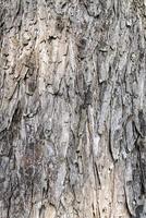 consistenza della vecchia corteccia di albero. sfondo naturale foto