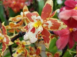 orchidea tigre arancione foto