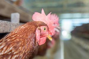 galline in gabbia alla fattoria, pollo che mangia nella gabbia nel bosco alla fattoria. foto