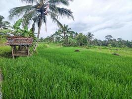 un piccolo edificio nel riso, un luogo di riposo dei contadini in Indonesia