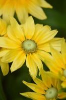 fiori e natura, giardino del Regno Unito foto