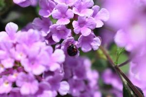 coccinella su lantana montevidensis, gratuito foto