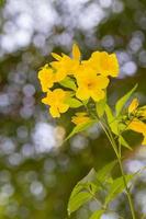 tecoma stans o fiore giallo trumpetbush foto