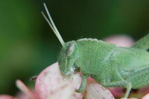 ninfa delle robinie foto