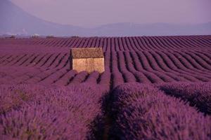 campo di fiori di lavanda viola con vecchia casa di pietra solitaria foto