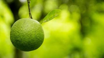 primo piano di una frutta arancione isolata appesa foto