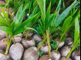 semi di cocco in vendita foto