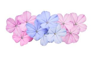 plumbago bianco o fiore di piombo del capo. primo piano piccolo bouquet di fiori rosa-viola isolato su sfondo bianco. foto