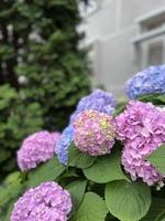 fiore di ortensia. natura estiva. belle piante all'aperto. contrasti di verde e fiori. rosa e viola. fauna foto