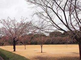 fiori di ciliegio rosa in primavera sul terreno del palazzo imperiale di tokyo foto