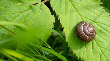 Chiuda sulla passeggiata della lumaca sulla foglia verde foto