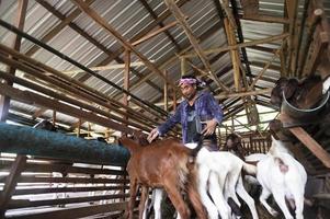 un contadino positivo è felice tra i suoi animali domestici. un contadino maschio in una fattoria di capre sorride mentre guarda le capre nella fattoria. foto