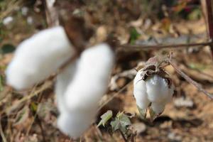 primo piano di cotone maturo sul ramo foto