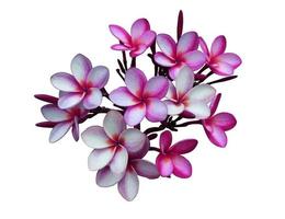 plumeria o fiore di frangipani. primo piano bouquet di fiori esotici rosa-viola isolato su sfondo bianco. mazzo di fiori vista dall'alto. foto