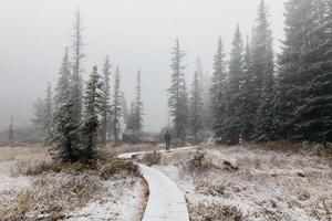 sentiero nel bosco innevato foto