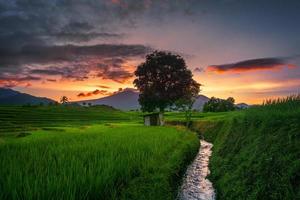 panorama naturale delle risaie verdi e dell'acqua che scorre nelle montagne della zona rurale dell'indonesia con l'alba foto
