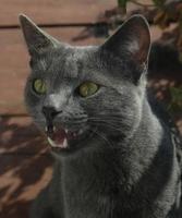 muso ravvicinato di un gatto grigio con occhi gialli, lunghi baffi neri, naso grigio. il gatto miagola, bocca aperta, lingua e denti rosa. concetto per clinica veterinaria. messa a fuoco selettiva foto