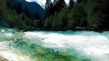 nebbia mattutina nella foresta - bellissimo paesaggio - disegno prato nella foresta tropicale foto