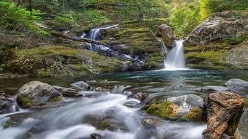 nebbia mattutina nella foresta - bellissimo paesaggio - disegno prato nella foresta tropicale foto