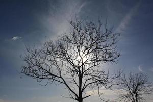 sole dietro l'albero foto