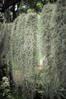 il fuoco selettivo sul muschio spagnolo cresce nelle ceramiche appese sotto la cremagliera d'acciaio nel giardino all'aperto foto