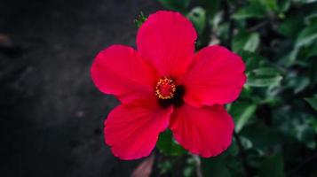 pianta nera delle scarpe ibisco rosa sinensis foto