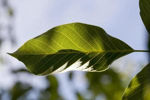 fogliame fresco verde di una noce foto