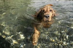 cocker spaniel cane nuoto nel il acqua foto