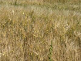 Ucraina Grano campo pronto per raccogliere foto