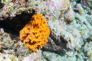 arancia spugna nel il scogliera sfondo mentre divinazione Indonesia foto