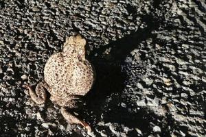 grande rospo rana su il strada a notte foto