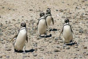 pinguino di Magellano, argentina foto