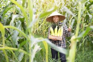 contadina con raccolto di mais coltivatore di mais piantagione di mais agricoltura biologica, terreni agricoli foto