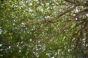 piccola foglia sulla vista dell'albero dal basso, vai alla foto concettuale verde, salva la terra e la giornata della terra