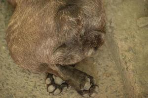 il cane giace con le zampe piegate. zampe del bulldog francese sulla pista. foto