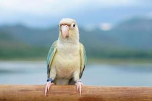 verde guancia conuro turchese ananas turchese cannella e opalino mutazioni colore sullo sfondo del cielo e delle montagne, il piccolo pappagallo del genere pyrrhura, ha il becco aguzzo. foto