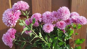 crisantemi rosa, primo piano del fiore foto