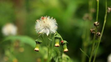 sintrong o crassocephalum crepidioides è un tipo di pianta appartenente alla tribù delle asteraceae. sfondo della natura. noto come ebolo, thickhead, ragleaf di fiori rossi o fireweed. fiore bianco da vicino. foto