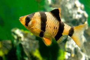 bellissimo pesce d'acquario barbus capoetas tetrazona foto