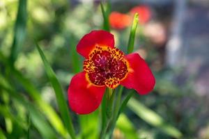 fotografia macro di fiori di tigridia pavonia rosso brillante su sfondo verde. fotografia di giardino fiorito di pavone rosso in una giornata estiva. bellezza tigre-fiore primo piano fotografia botanica in estate. foto