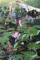 bellissimo rosa acqua giglio fiore nel acqua foto