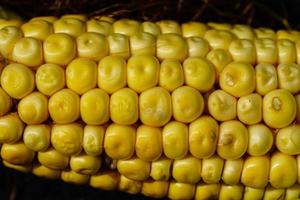 il giallo Mais Perfetto per essere fritte e salato foto