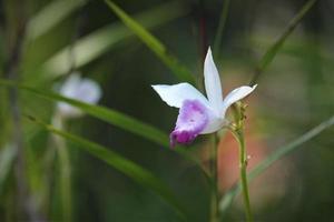 cattleya percivaliano è un' specie di orchidea. esso azioni il Comune nome di Natale orchidea foto