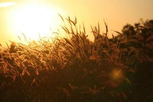 canna erba fiore nel il tramonto foto