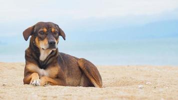 carino cane dire bugie su il spiaggia foto