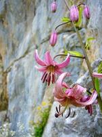 lilium martagone, il martagone giglio o di turco berretto giglio, nel il bavarese Alpi foto