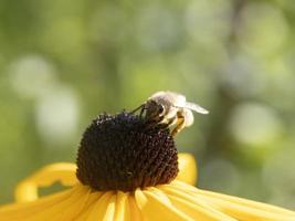 ape volare su echinacea pianta fiore vicino su foto