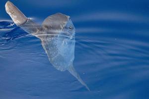 sunfish subacqueo mentre mangiare Medusa foto