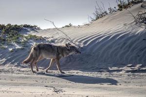 coyote su il sabbia foto