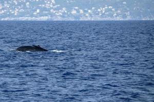 gobba balena nel mediterraneo mare ultra raro vicino Genova, Italia agosto 2020 foto